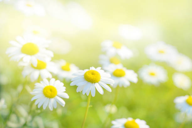istock Spring daisy flowers field. Natural sunny background 652398224