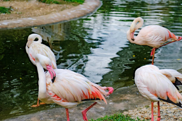 istock Greater flamingo preening its feathers 652401030