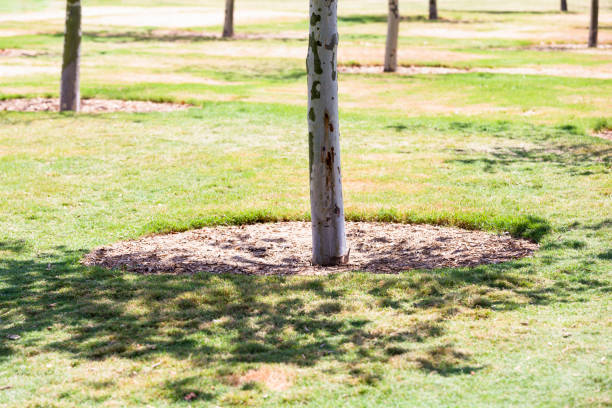 istock Eucalyptus tree trunk in sunshine, nature background with copy space 652404328