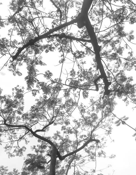 istock Tamarine flower on blue sky 652404622