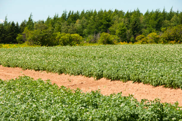 istock Potato Plantation - Prince Edward Island - Canada 652404704