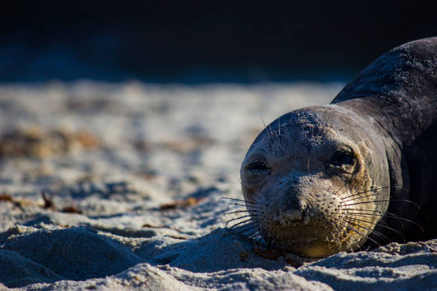 istock Close up of Elephant Seal on the beach 652405104