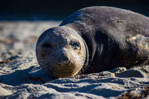 istock Close up of Elephant Seal on the beach 652405108
