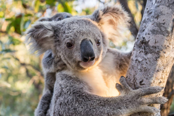 Wild Koala, Magnetic Island, Australia stock photo