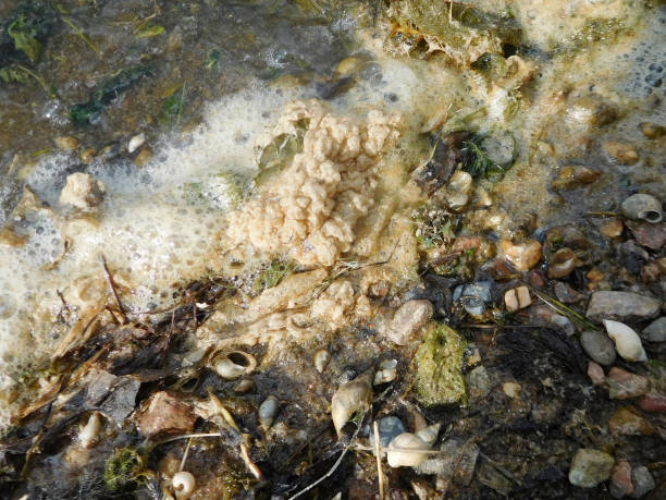 istock Lake foam gathering at the shore edge 652406154