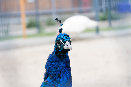 A close up of a peacock.