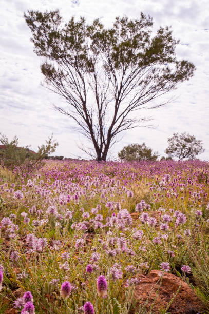 istock Pink Mulla Mulla Wildflowers blooming in Australian Outback 652408986