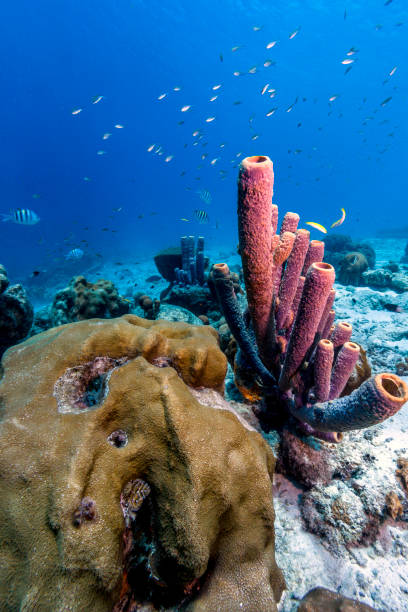 istock Aplysina archeri,stove-pipe sponge 652411326