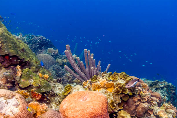 istock Aplysina archeri,stove-pipe sponge 652411396
