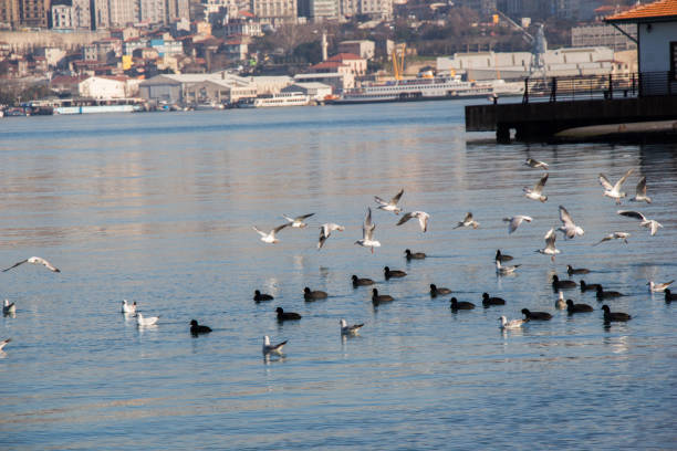istock Birds swim calmly on the sea surface 652411616
