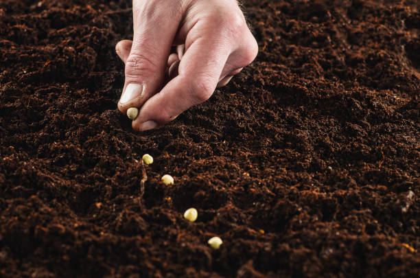 istock Working in the garden, seeding a plant. Soil top view. 652412996