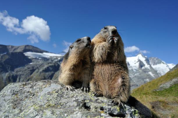 Alpine Marmot Alpine Marmot alpine marmot (marmota marmota) stock pictures, royalty-free photos & images