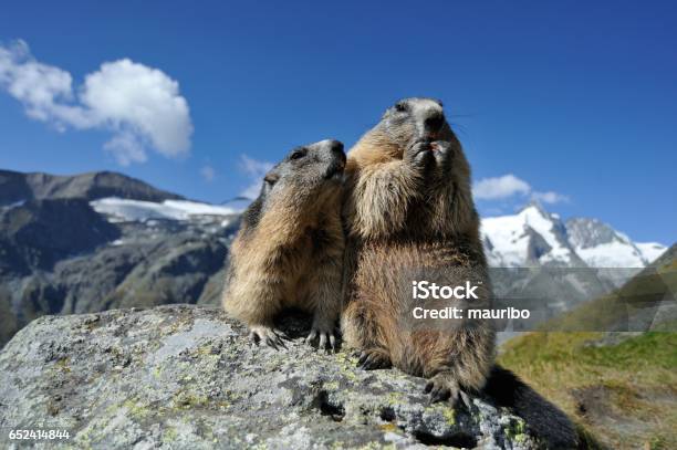 Alpine Marmot Stock Photo - Download Image Now - Alpine Marmot, European  Alps, Two Animals - iStock