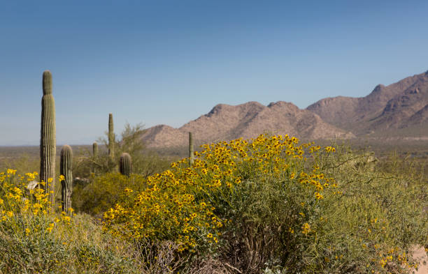 Yellow brittlebush is spring with mountains and desert stock photo