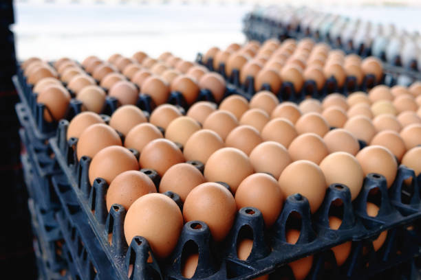 istock Eggs from hen farm in the package for sale. 652423530