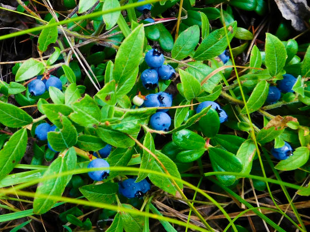 Wild blueberries in a Canadian forest