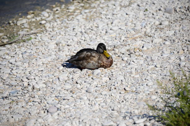 istock Mallards on the Mediterranean in Spain 652426322