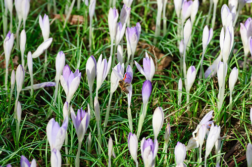 single bee, crocuses, fresh green leaves and old, dead leaves from the previous year on a sunny afternoon in early spring