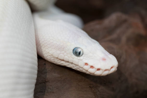 Leucistic Ball (Royal) Python Snake stock photo
