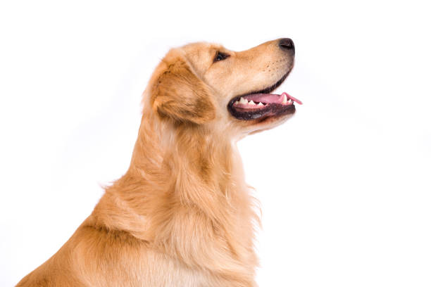 Golden Retriever adult sideview portrait isolated on white stock photo