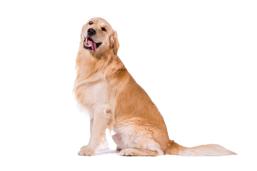 A happy cute 5 year old Golden Retriever running with her ball around her grass yard by a tree, playing fetch.