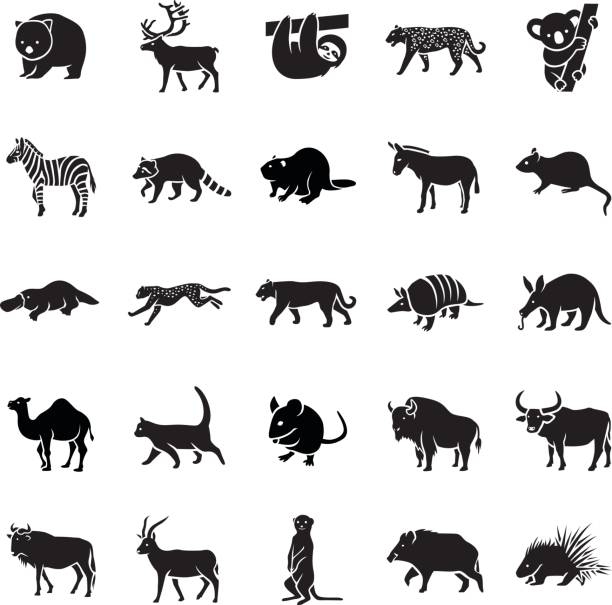 ilustraciones, imágenes clip art, dibujos animados e iconos de stock de mamíferos ii vector iconos - wombat animal mammal marsupial