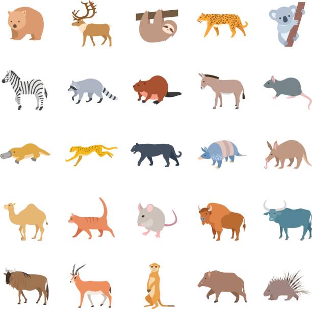 Mammals II color vector icons 25 Mammals II color vector icons wombat stock illustrations