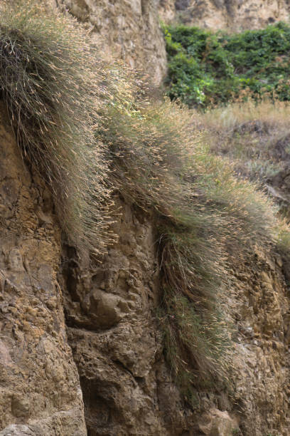 istock Dry plant in nature background 652456968