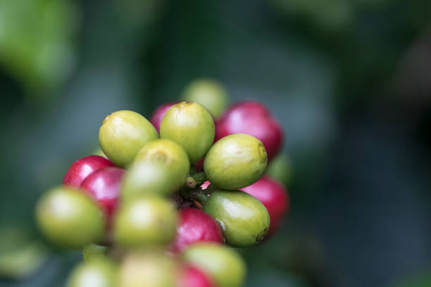 istock Coffee beans on coffee tree, ripe fruits 652457156