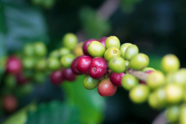 istock Coffee beans on coffee tree, ripe fruits 652460180