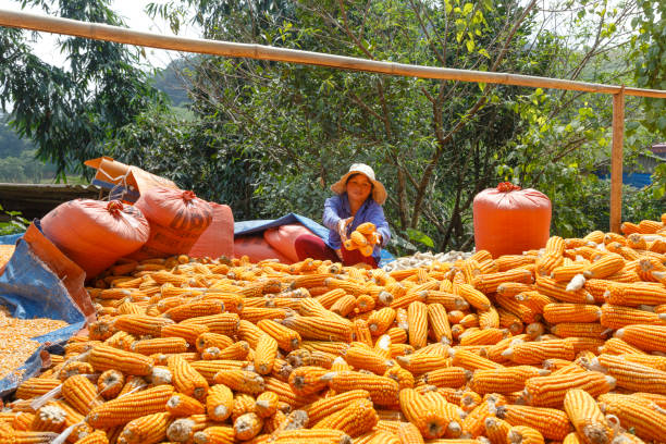 Farmers harvesting corn, dried in the sun to prepare for storage warehouse Hoang Su Phi, Ha Giang province, Vietnam - September 22, 2016 : Farmers harvesting corn, dried in the sun to prepare for storage warehouse yên bái stock pictures, royalty-free photos & images