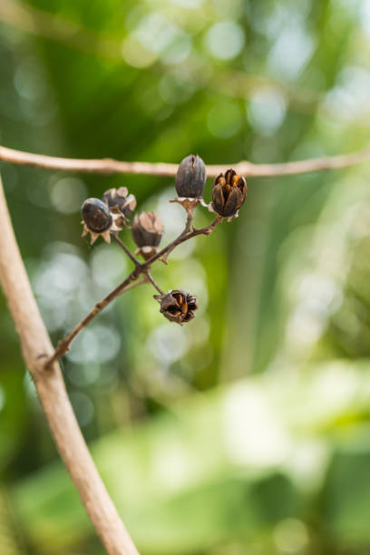 istock Lagerstroemia Floribunda Seed on green bokeh Background 652506314