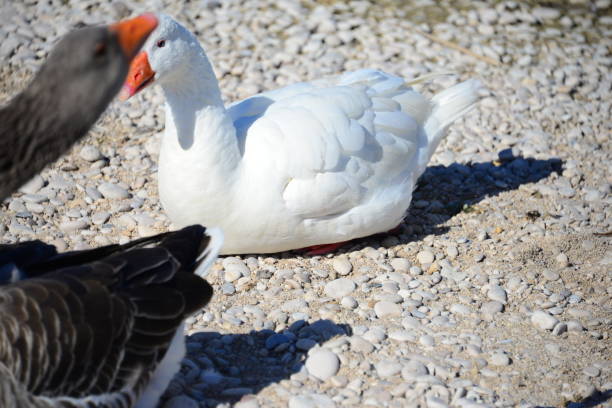 istock Goose - Geese on the Mediterranean in Spain 652509928