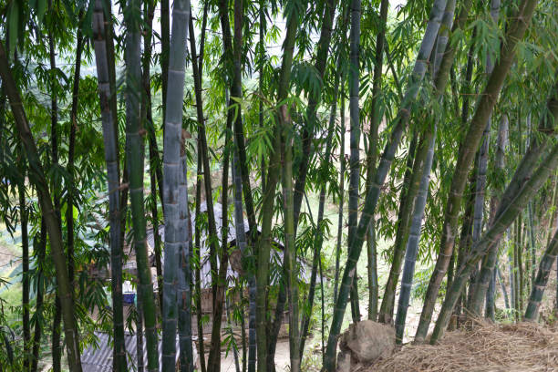 istock Background texture of bamboo stems and green space 652512308