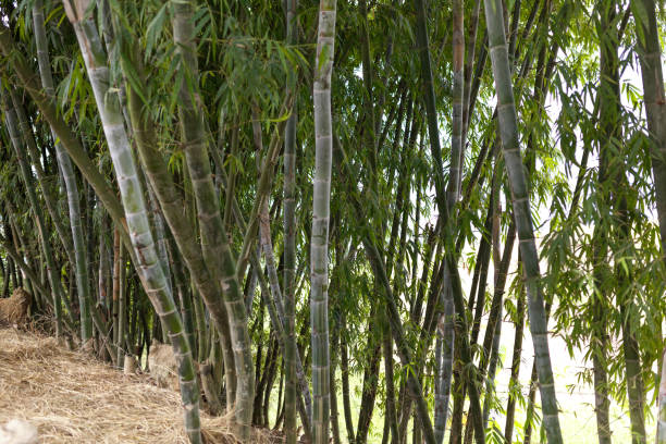 istock Background texture of bamboo stems and green space 652512408