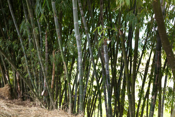 istock Background texture of bamboo stems and green space 652512434