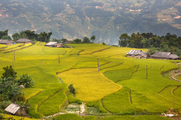 istock terraced rice fields in Hoang Su Phi in Ha Giang province in Vietnam 652512692