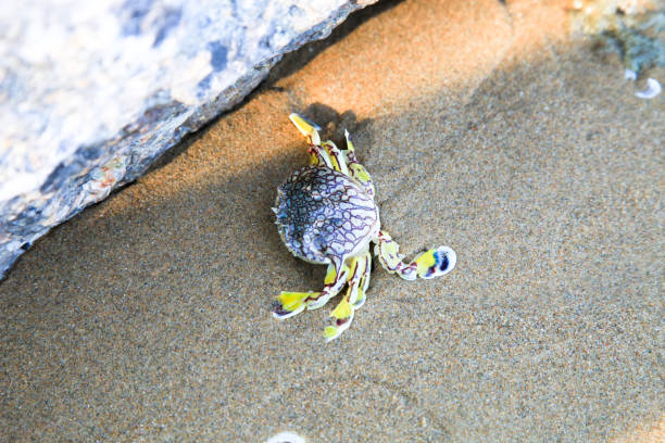 istock natural sea animal life crab on beach 652513450