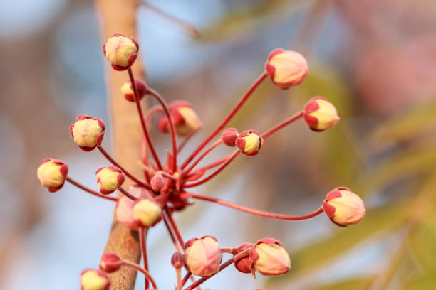 istock Close up Plenty Cassia bakeriana Craib flower 652516900