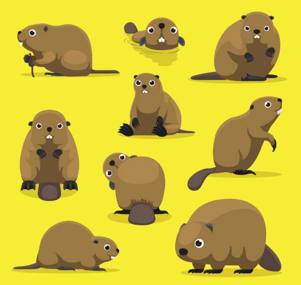 illustrazioni stock, clip art, cartoni animati e icone di tendenza di carino castoro varie pose cartoon illustrazione vettoriale - castoro