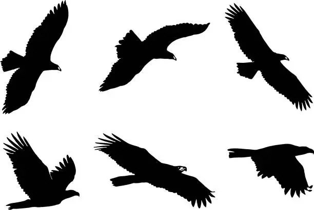 Vector illustration of Set of Bald Eagle Silhouettes