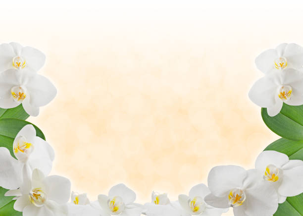 istock Frame with flower Phalaenopsis on a beige background 652519968