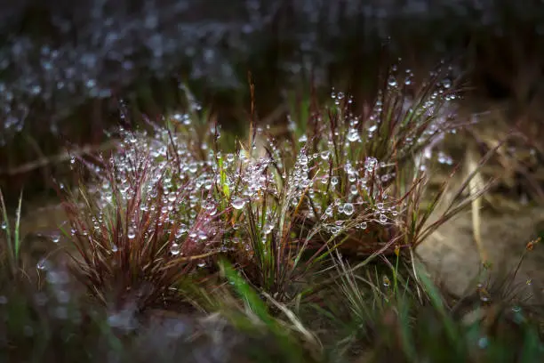 The colorful dews droplets in the grass after the rain in Da Lat city. Viet Nam