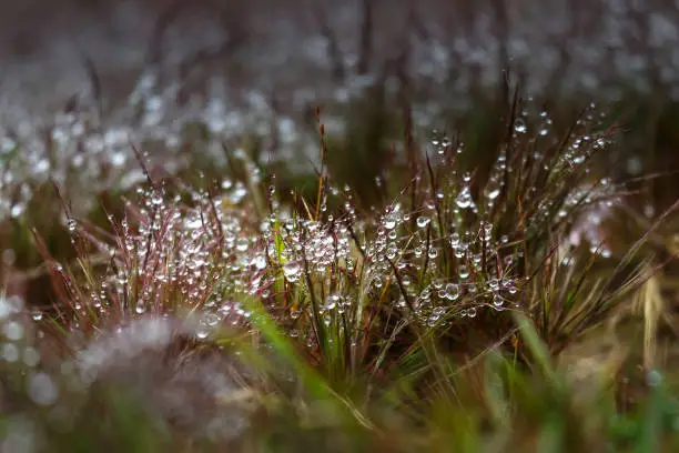 The colorful dews droplets in the grass after the rain in Da Lat city. Viet Nam