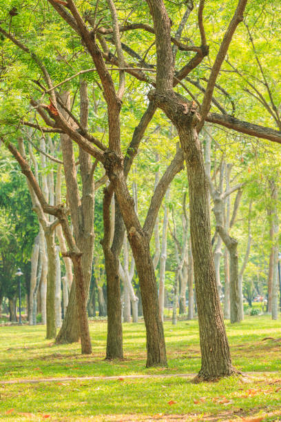 istock Row of trees in Green meadow ,Thailand 652526930