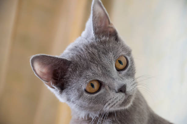 istock British Shorthair cat is sitting and looking 652530482