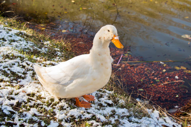 istock White duck by the side of the pond 652535248
