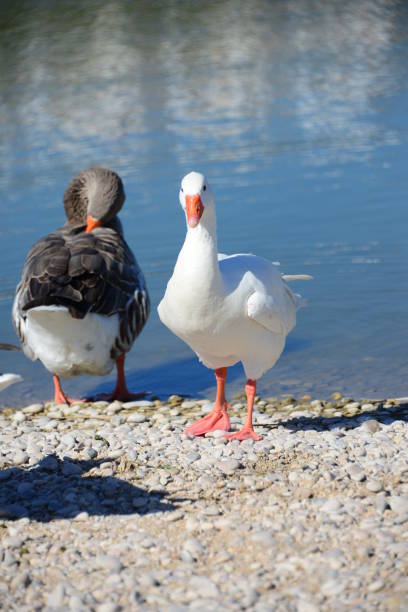 istock Goose - Geese on the Mediterranean in Spain 652535476