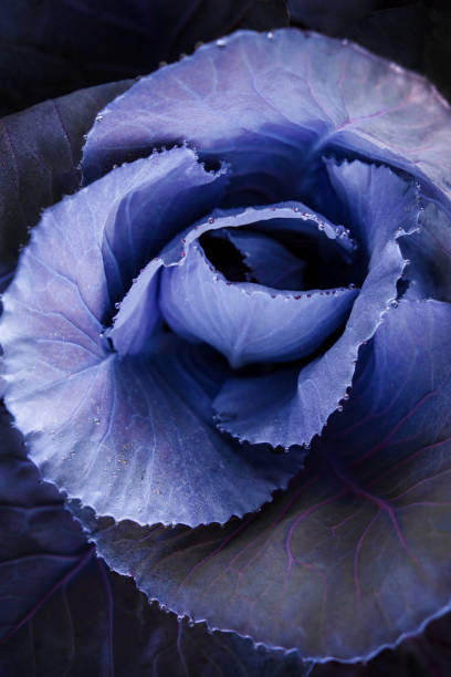 istock Fresh Red Cabbage in Garden, top view close-up 652536258