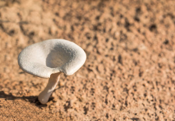Fresh growing mashroom in the ground